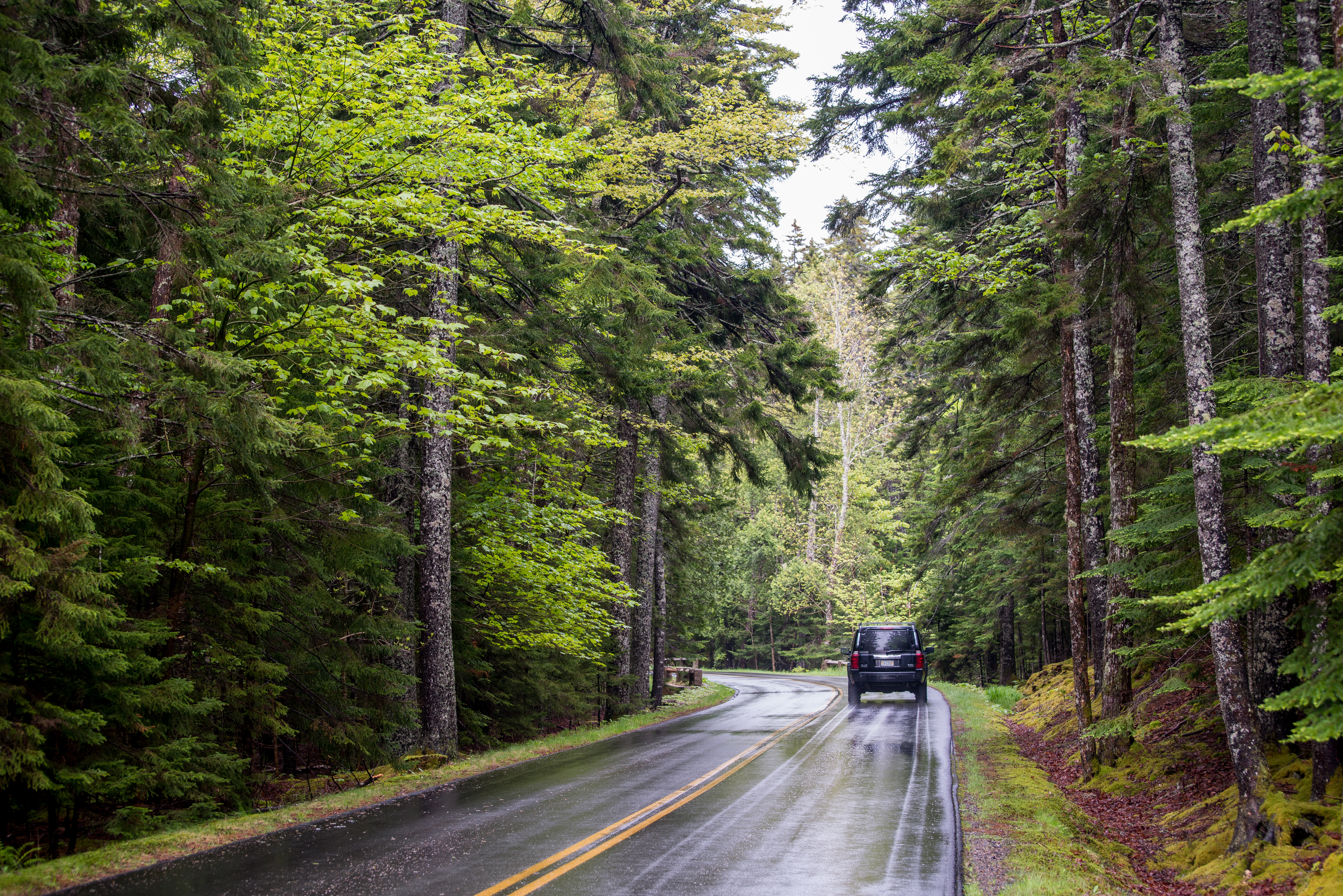 A car driving on Park Loop Road in the summer when trees are full of leaves and the road is wet from rain.