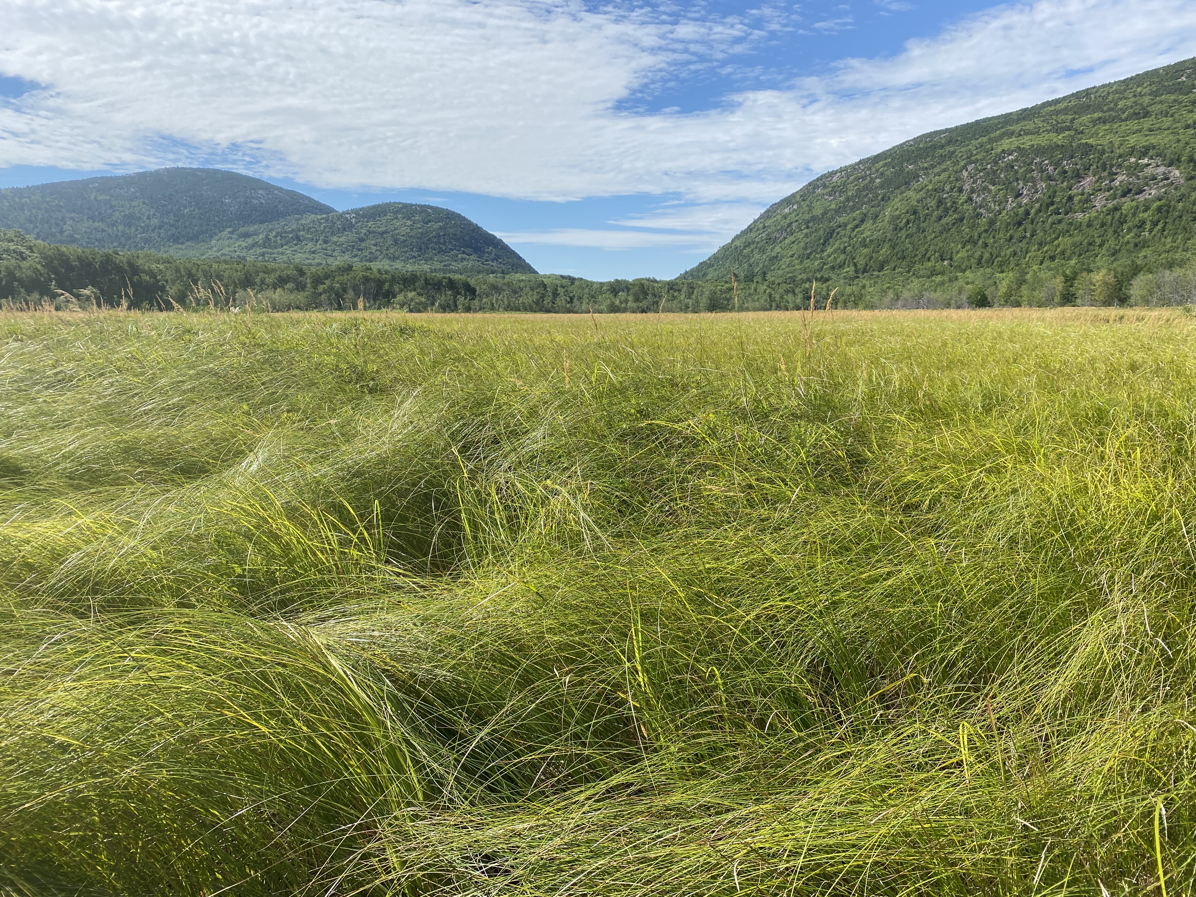 Image overlooks tall grass across a sweeping field, embedded between tree covered mountains.