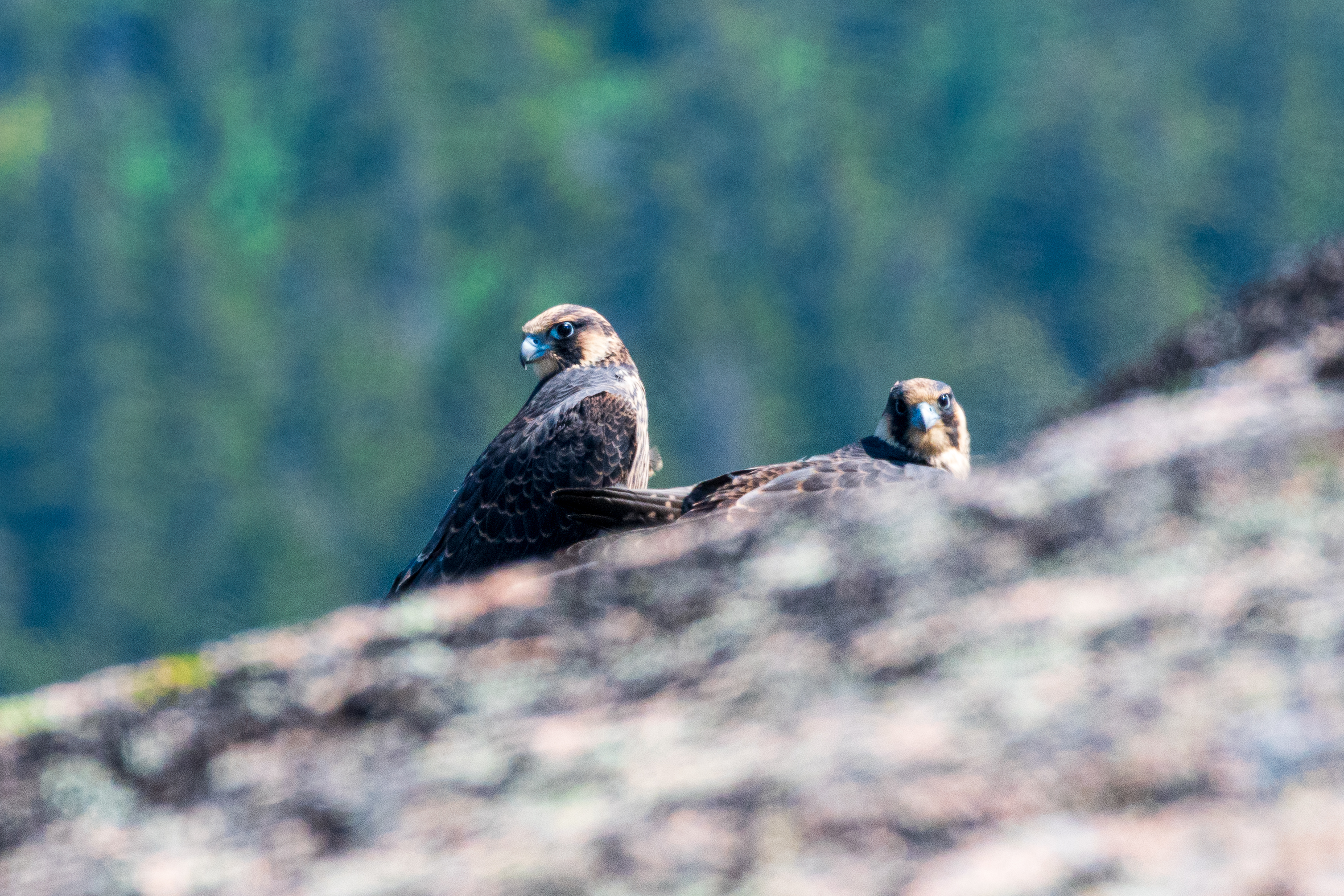 Will Greene Peregrine Falcons Two peregrine falcons sit next to each other on a granite cliff.