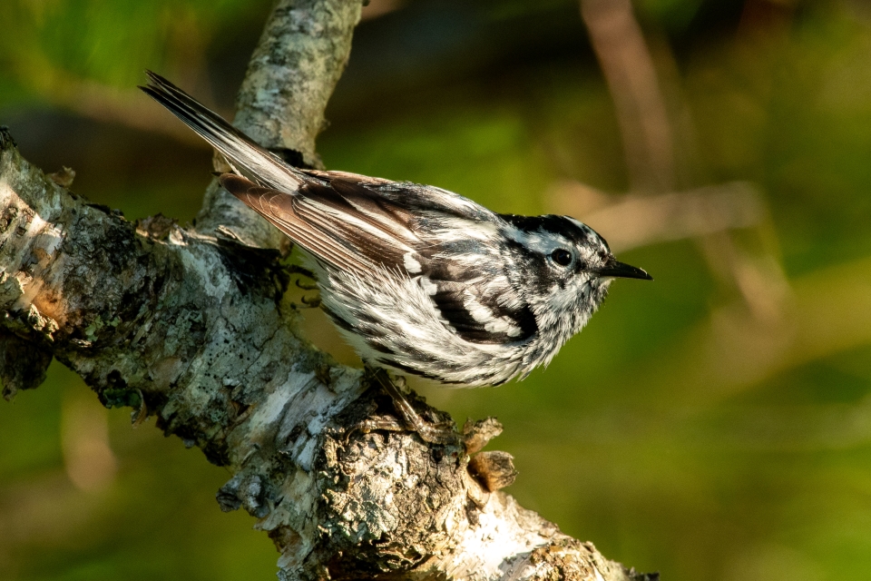 Morro Bay: California's Hottest Winter Birding Destination