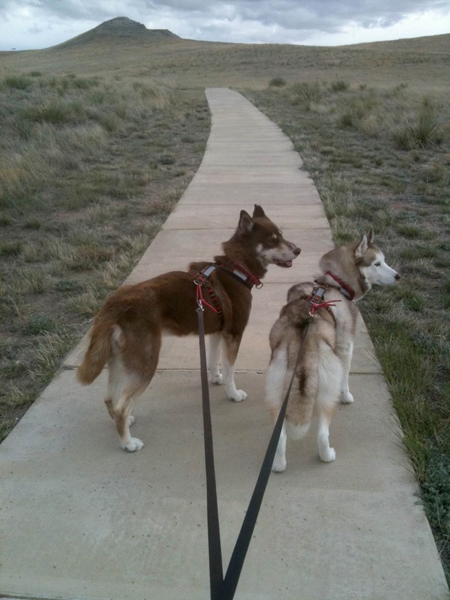 Two medium sized leashed dogs are ready to hike the paved trail to the fossil hills. Green vegetation grows along the side of the paved trail and covers the hill in the background.
