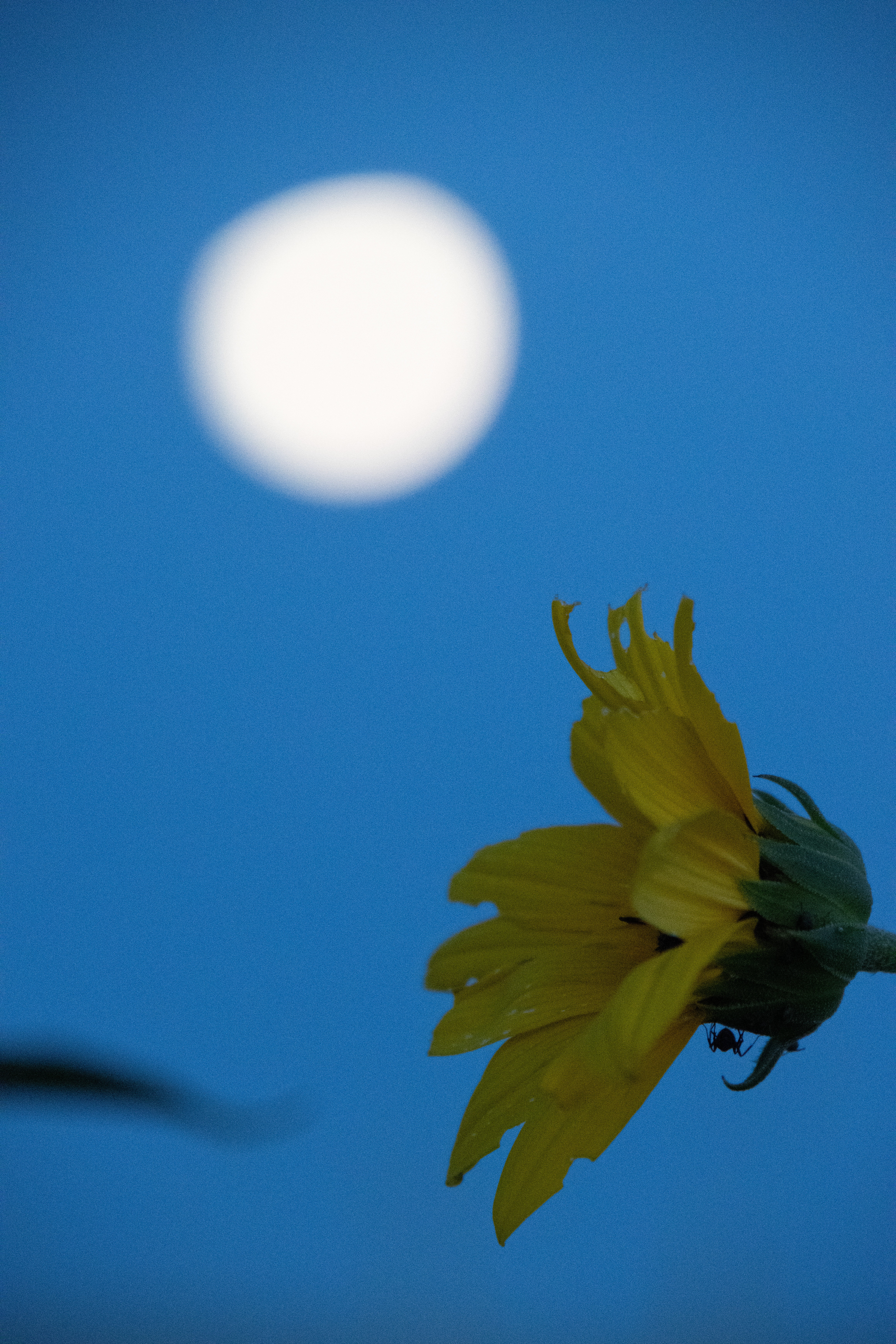 The bright yellow, football-shaped petals of a flower extend open under a bright white full moon surrounded by a clear blue sky.