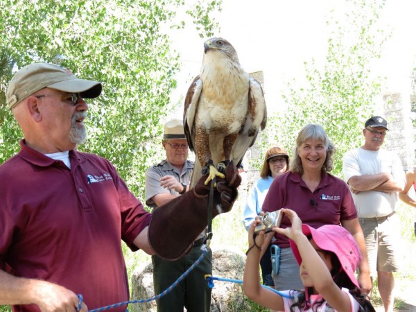 A man in a red shirt and tan ball cap holds a large hawk while people look on. A child in a pink hat takes a picture.