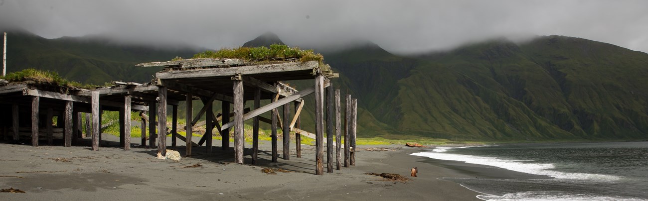 an old dock stretches into the ocean, so weathered that only vertical wooden posts remain covered with grasses.
