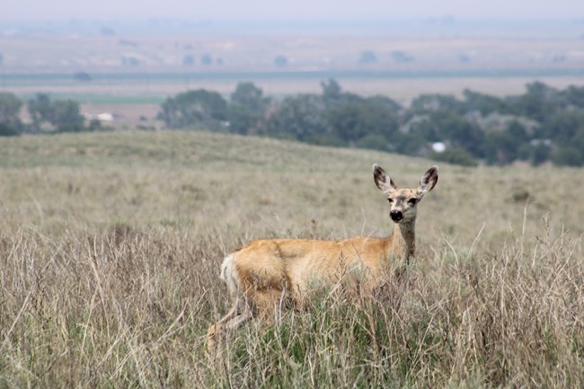 A mule deer doe standing in a grassy field