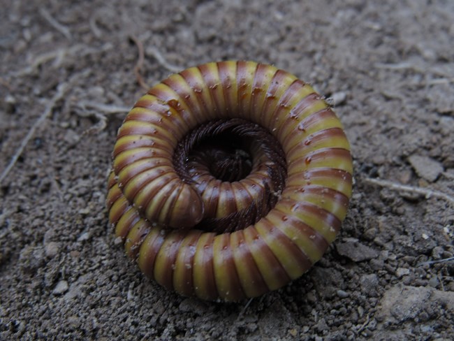 Desert Millipede