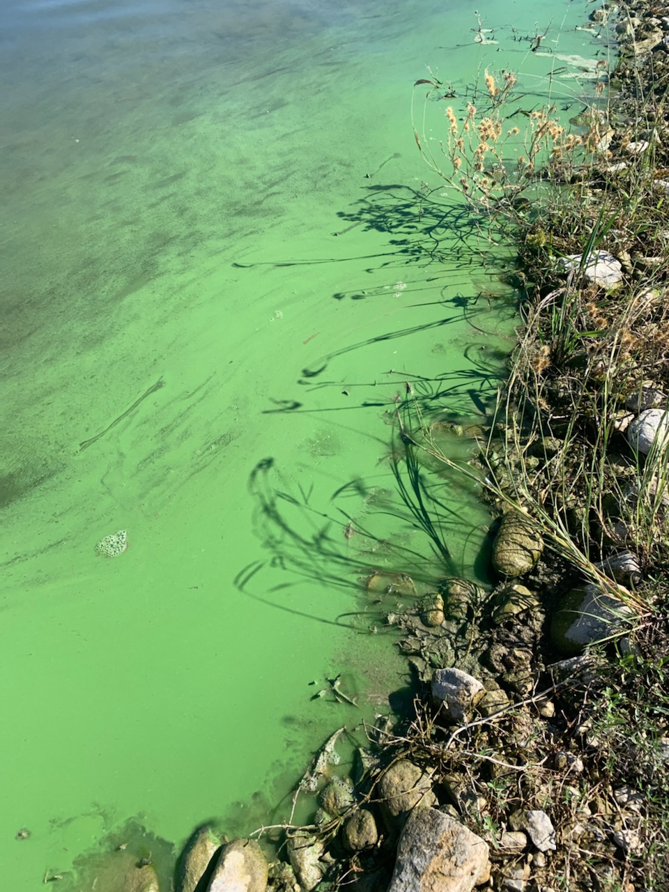 Harmful Blue-green Algae Bloom Response for Beach Operators and Staff
