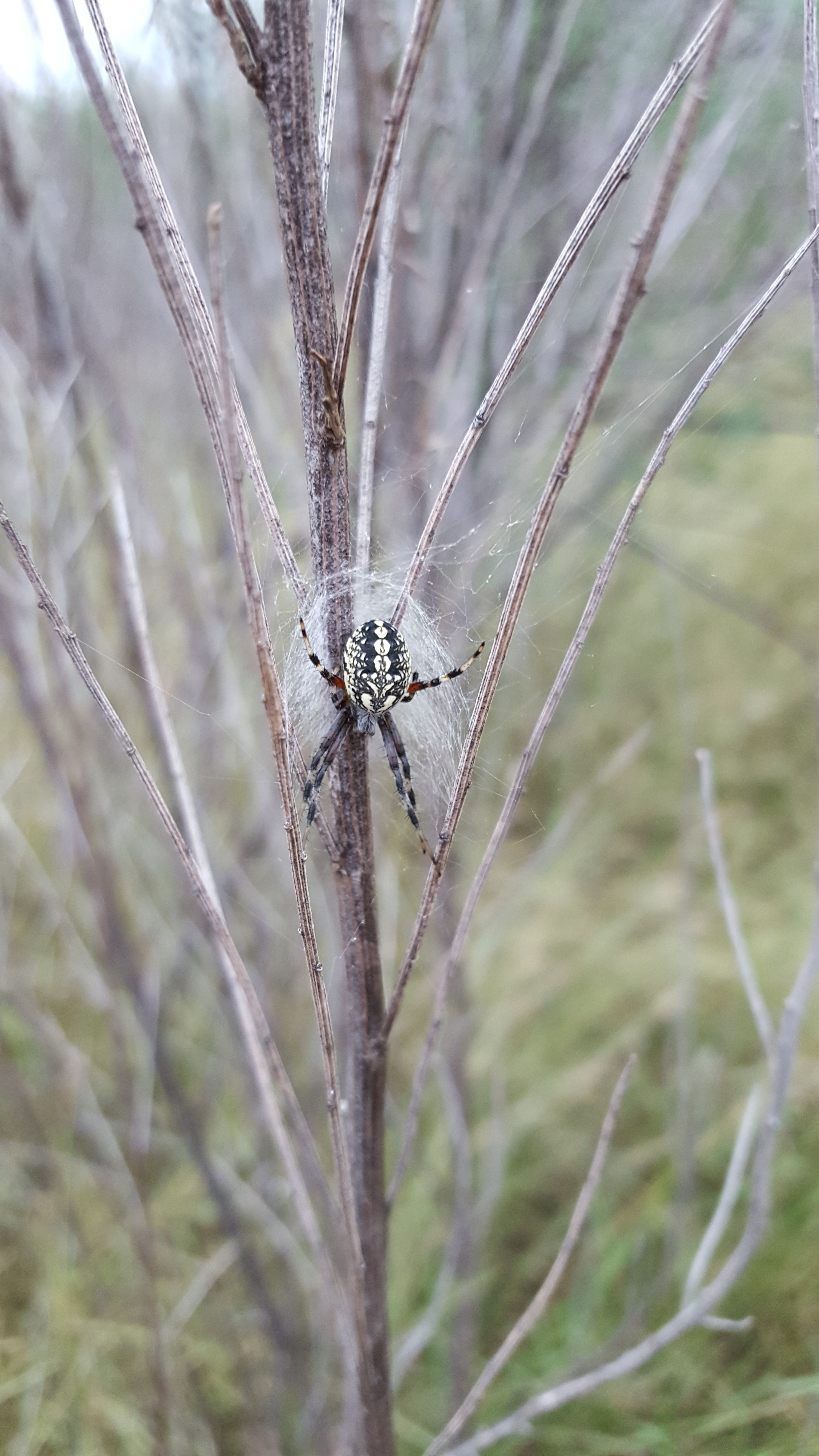 white spider identification