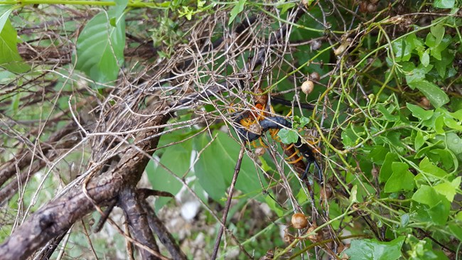 Scolopendra heros