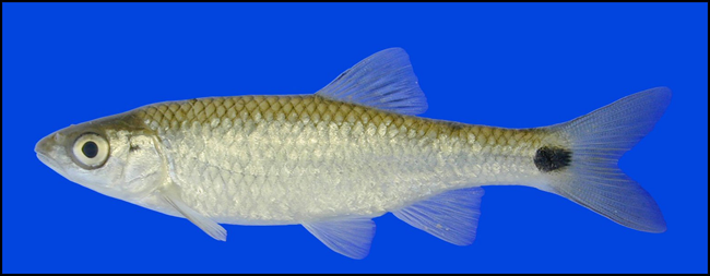 blacktail shiner blacktail shiner
