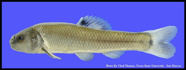 bullhead minnow bullhead minnow