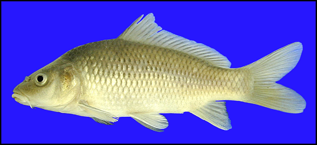 common carp common carp