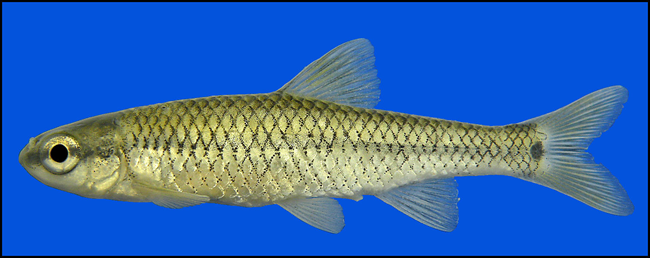 devils river minnow devils river minnow