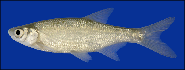 golden shiner golden shiner