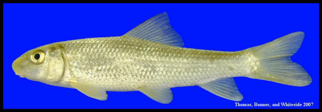 gray redhorse gray redhorse