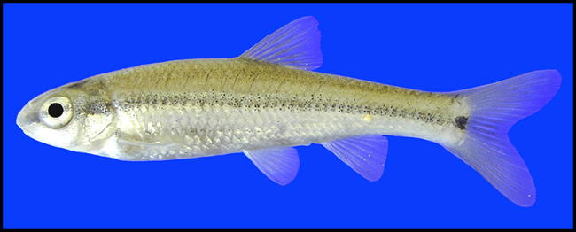 manantial roundnose minnow manantial roundnose minnow
