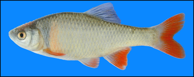 red shiner red shiner