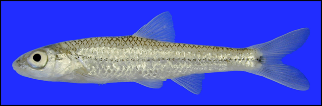 sand shiner sand shiner
