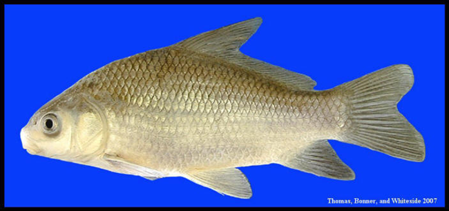 smallmouth buffalo smallmouth buffalo