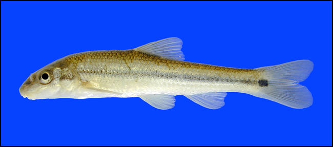 suckermouth minnow suckermouth minnow