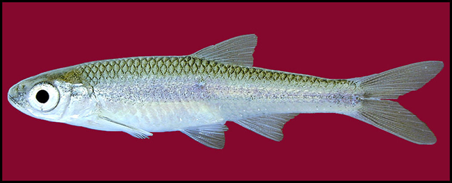 texas shiner texas shiner