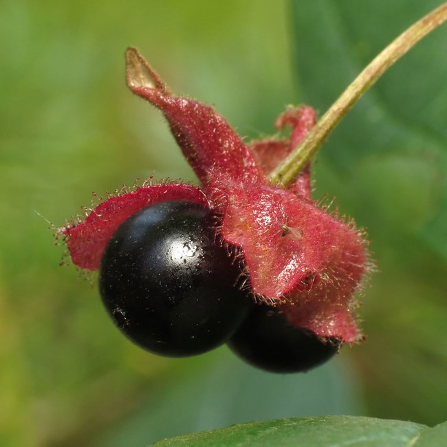 Black fruit of the Twin Blackberry plant