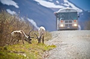 Two caribou graze along a roadway as a bus approaches.