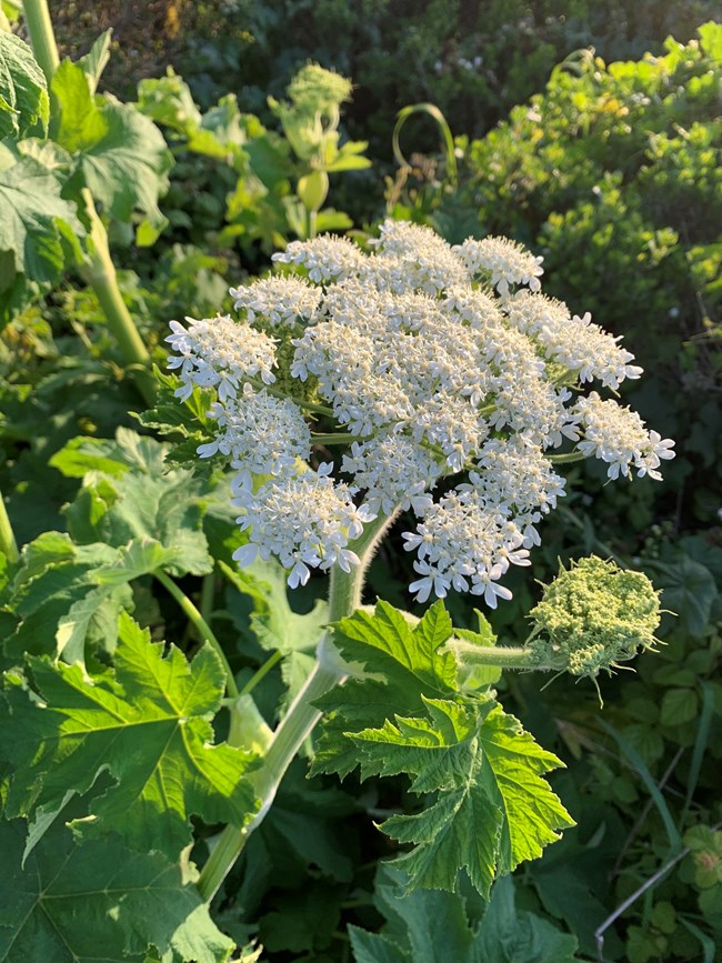 White flower, green stalk and leaves of Cow Parsnip plant
