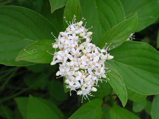 4-petaled white flower and white fruit of Red-Twig Dogwood plant.