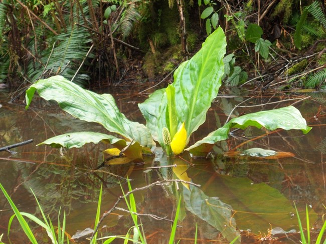 Yellow flower and stalk with green cabbage-like leaves of a Skunk Cabbage plant.