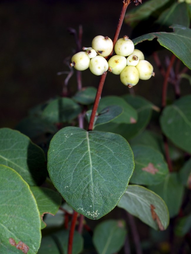 White waxy fruit and green leaves of Snowberry plant.