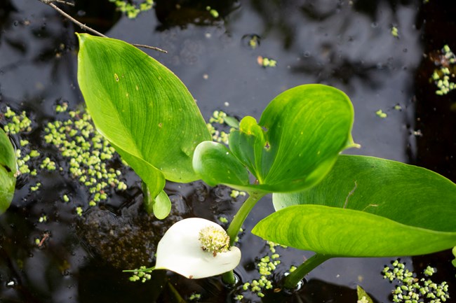 White flower and stalk with arrowhead-like green leaves of the Wild Calla plant in its aquatic habitat.