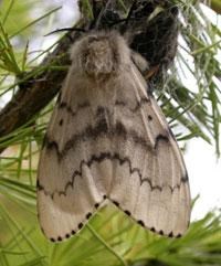 A gypsy moth hanging from a tree.