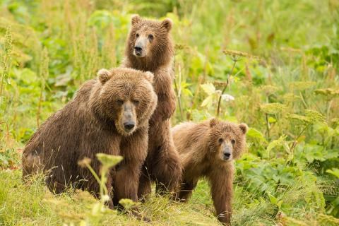 A brown bear sow with two cubs sitting in tall plantlife.