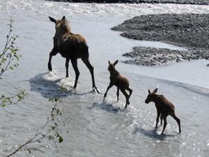 A mother moose and her two calves cross a stream.