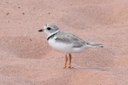 A small grey and white bird stands on a sand beach