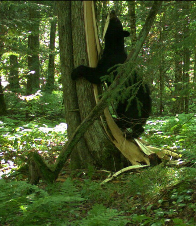 A black bear crawls up a cedar tree as it tears at the bark.