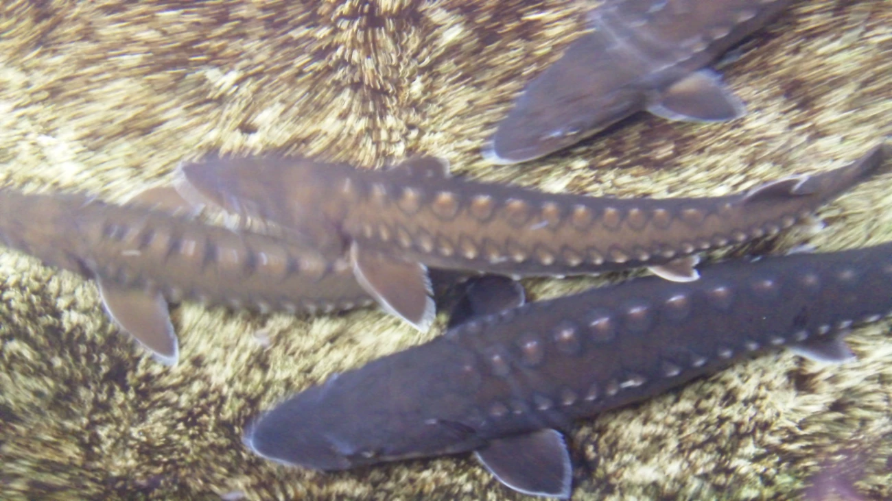 sturgeon Four gray fish (sturgeon) swimming above gravel.