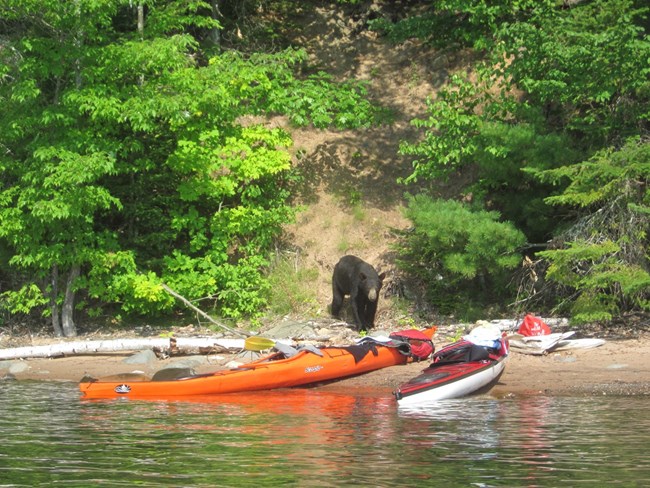 Photograph of black bear near kayaks on a beach.