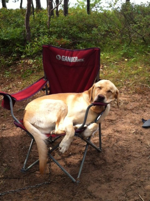 are dogs allowed in the apostle islands