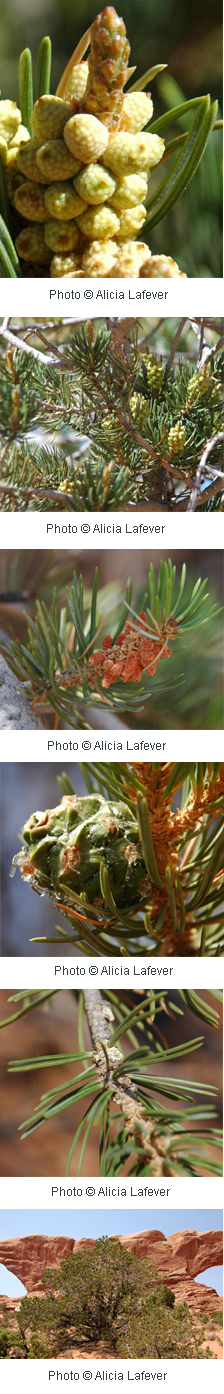 pinon tree coloring pages