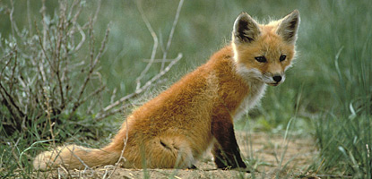 Mammals - Arches National Park (U.S. National Park Service)