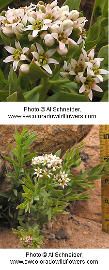 Bastard Toadflax False Toadflax Arches National Park U S National Park Service