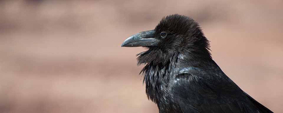 Crow vs. Raven - Wild About Utah