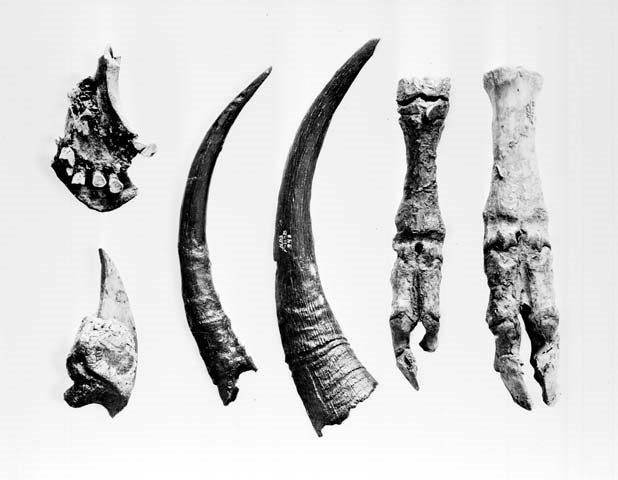 historic photo of a collection of fossil bones