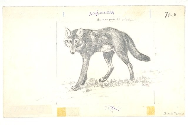 Pencil sketch of wolf standing and looking forward.