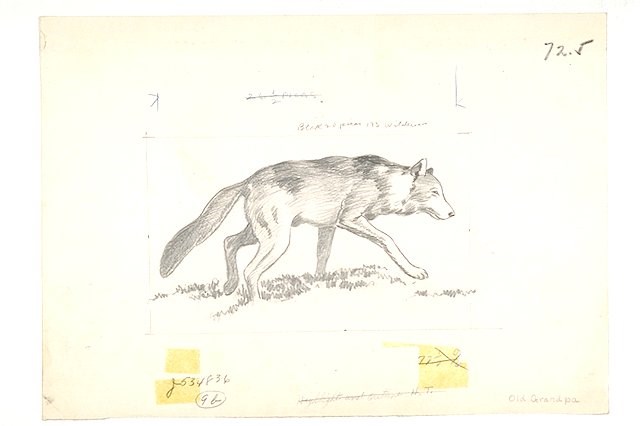 Pencil sketch of an old wolf slinking along the ground.