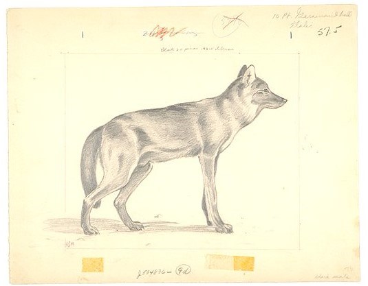 Pencil sketch of a male wolf