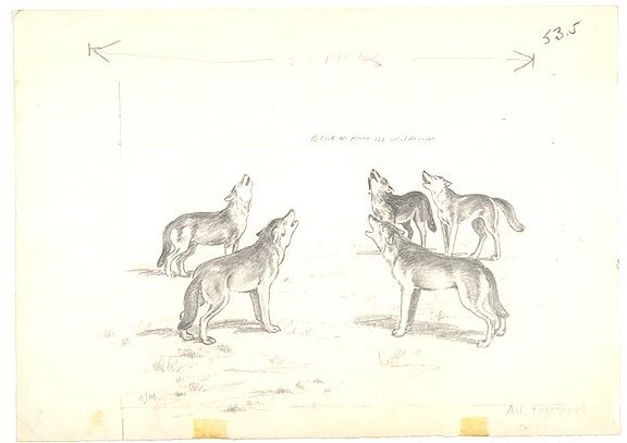 Sketch of five wolves standing in a circle howling.