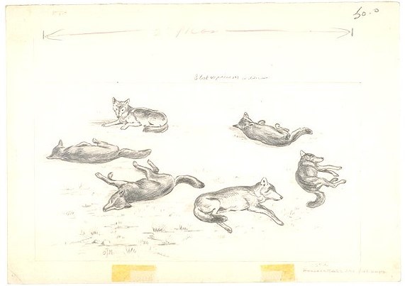 Sketch of six wolves lying on the ground sleeping.